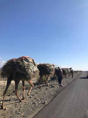 Camels
ہُشتر
Hoshter
ہُشتر یک کوھنیں پہ لڈ و بار ءَ کارمرر کتگ بلے بلوچستان انگتہ اے کارمرز بیت ۔ چیا کہ تنیگا بلوچفستان انگتہ انچو نوکیں دور ءَ سر نہ بوتگ کہ وتی لڈ و بار ہشترے بدالا گاڈی ءُ ریل کارمرز بکنت ۔ چمیشکا بلوچ مجبور انت کہ پہ لاپ شوھاز ءَ ھشترے سرا وتی لاپ درگیج انت ۔ 
اے اکس ءَ ھُشتراں کمب لڈ اتگ ۔
Keywords: camel