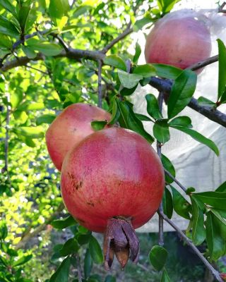 Pomegranate
انار
Anaar

انار یک میوہ ات کہ گیشتر گرماگے ھلاسی او زمستان ء اول سرا پا ورگ ء جاڈی بیت - انار پُل او انارے گروہگ گیشتر بلوچ شاہراں پہ جنک ء شرّنگی ء تشبیح داتگ انت - بلوچستان انارے واستہ وش تبیں موسُم دنت - مکران ے برزی ھنداں بگر تاں سراوان تاں توران اے انارے ردوما باز جوانیں ھند و دمگ انت - انار سُہریں گروھگے توکا سُہریں شیرکنین او تُروپشیں دانگ مان - انار کہ گیش بنت گڈا ایشان تاپ کن انت او اناردانگ جوڈ کن انت - آیے پُوستا چہ بندگ او پژم رجنت - انار دلے نادراہ اے علاج انت -۔


