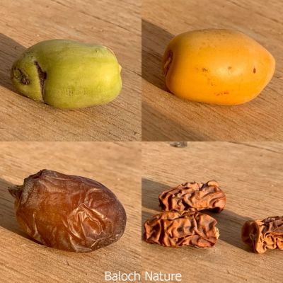 Date on 4 positions
Nah
ناہ
اے مچے بر انت بزاں مچے نیبگ یا سمر انت ۔ بلے اے چاریناں بلوچی ءَ چار نام داتگ انت ۔ 
۔1 پَپُک .2 رنگ یا کلونٹ .3 ناہ  .4 چل
شمے ھند ءُ دمگاں ایشاں چے گوش انت ۔ 

