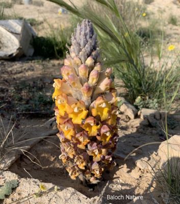 Desert Hyasinth

اپیرگ
Apirag
اپیرو چونیا بہارے وھدا ریکپادیں ہند و دماگاں و کُچّگاں رودیت - چونایا اپیرو یک کوُٹینگ ء ذات انت بلے دگنیا اشیارا بپاری پُلّ ء لیکت و زانت - اشیے باز رنگے پُل بنت بلے زرد پُل چہ درستاں ڈولدار تر انت -۔
