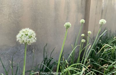 Onion
پیماز
pimaz
پیماز ءِ تاریخ ساپ ءُ سلّہ نہ انت چیزے تاریخدان گوشنت کہ پیماز پنچ ہزار سال چہ پیش مسیح کشگ بوتگ بلے لہتیں گوشنت کہ دو ہزار سال پیش چہ مسیح مصر ءَ کشگ بوتگ ۔ پیماز دھل زانگ بیت کہ اشیا تاں تانسریں سال کار مرز کن انت ۔ پیماز ءَ بلوچستان باز کشت ءُ کشار کن انت ، بلوچ پیماز ءَ وتی نارُشتانی ،سلاد، ءُ دوا داروا ہم کارمرز کن انت ، پیماز ءِ تل کنگ ءَ انچیں بوہ ءِ درکیت کہ چمّان چہ ارس جہلاد بنت ، پیماز باز نازورک انت ۔سرد ءُ گرم ءَ چہ رکّینگی انت گیشین گرم گہین ات ءُ گیشیں سرد رودین ات۔چمیشا پیماز ہر جاوراں چہ موسُم ءِ رکّینگی انت

