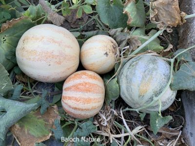 Sweet melon

Tejag
تیجگ
تیجگ ولّ ء چہ تیجگ پر بیت - تیجگے ولّ زمین ء سرا پراہ روت، زردیں ڈولداریں پُل ء پر کنت بے ولّے ہمک پُل بر نہ بنت - وھدیکہ بر کسان بیت گڈا کرٹ ء گوشنت ، کمّے مستر بیت گڈا لوُش ء گوشنت، لوش ء رند تیجگ بیت وھدیکہ تیجگ بیت بزان پہ ورگاجاڑی انت -۔

