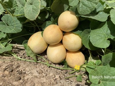 Cucumis melo

چبیٹوک
Chebittok

Chibit
چبٹ تیجگانی ذات ء گون سیادی کنت -چونایا چبٹ نہ کش انت بلے تیجگے توم ء کش انت تیجگے نزوریں و لاگریں توم رودنت و چبٹ پر کن انت - چبٹ چو تیجگ ء شیرکن و تامدار انت - بلے کسان انت - چبٹ وھدیکہ پُھتہ بیت گڈا وت چا ولّ ء سدیت جدا بیت - وھدیکہ سال آباد بہ بیت گڈا دشت ء چبٹ باز بیت - چمیشکہ نام کپتگ کہ دشتی چبٹ وار
