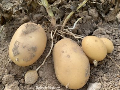 Potato

Batatok
بٹاٹوک
بٹاٹوک چونایا لاتینی امریکہ ء ِ دھل انت کہ 4 ھزار سال پیسرا اے کشار کنگ بوتگ ۔ بلے کولمبس وھدے کہ امریکہ درگیج ات ، گڈا بٹاٹوک ءَ یوروپ ءَ بارت گوں ، یورپ ء َ چہ ایشیا کیت انت ۔
سبزیانی توک ءَ چماٹوک ء رند بٹاٹوک گیشتردگنیا ءَ بہا کنگ بیت ۔ بلے بلوچستان ءَ اشیے کشاورزی نہ بوگے برابر انت ۔ اگاں بٹاٹوک ء بلوچستان ء کشاورزی کنت بہ بیت باز نپ دنت چیا کہ اے آپ باز کم لوٹ ات ۔
