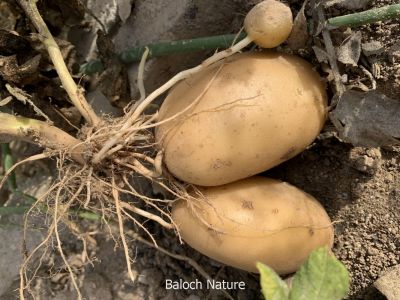 Potato
Batatok
بٹاٹوک
بٹاٹوک چونایا لاتینی امریکہ ء ِ دھل انت کہ 4 ھزار سال پیسرا اے کشار کنگ بوتگ ۔ بلے کولمبس وھدے کہ امریکہ درگیج ات ، گڈا بٹاٹوک ءَ یوروپ ءَ بارت گوں ، یورپ ء َ چہ ایشیا کیت انت ۔
سبزیانی توک ءَ چماٹوک ء رند بٹاٹوک گیشتردگنیا ءَ بہا کنگ بیت ۔ بلے بلوچستان ءَ اشیے کشاورزی نہ بوگے برابر انت ۔ اگاں بٹاٹوک ء بلوچستان ء کشاورزی کنت بہ بیت باز نپ دنت چیا کہ اے آپ باز کم لوٹ ات ۔


