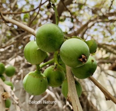 Cordia myxa or Sticky gum fruit

Liwaar
لیوّار
لیوّار یک نیبگ ء بزاں میوہ - بلے تام انچو وش نہ انت مردُم ا شیے چشگ ء گمان بہ بیت - لیوّار وھدے پُہتہ بیت زرد ترّیت - ورگ ء لپچ انت - ما کسانی ء لیوار ء چہ کتابانی پُوش لچّینتگ انت
