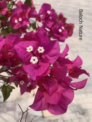 Bougainvillea
Bougainvillea
بوگن ویلیا
بوگن ویلیا یک ڈولداریں پلُ ء۔ مرچاں بلوچستان ہم است انت کہ باز مردمان وتی لوگانی دپ ء کشتگ انت - بلے نام ء نہ زانگے سسب ء سُہرپُل ء گوشنت چونایا اے سُہر پُل نہ انت ۔ ہمے نام ء یک جزیرہ ء است انت کہ اوشیانا زر ء توکا انت او اسٹرالیا ء روچدراتکی گوریچان ء کپیت ۔
