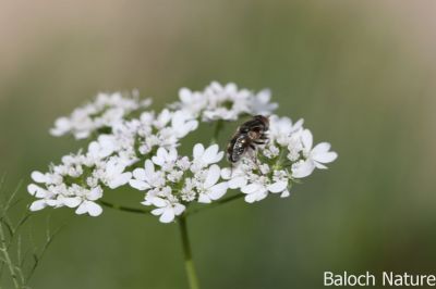 Coriander

Gehnich
گہنیچ
گہنیچ کسانیں بوٹگے - بلے اشیا مسالہ ء جاہ ء کار بندانت - گینیچ بلوچستان ء اسلی بوٹگ نہ انت بلے اے چہ انڈیا درآمد کنگ بوتگ - مرچی باندا بلوچانی نارُشت بے گہنیچ ء ھچ تامدار نہ بنت - چمیشکا گہنیچ ء نیادی انت - گہنیچ ہما تہلگ یا مسالہ انت کہ اشیے تاکاں بگرتاں دانگاں دروستاں کار گرانت - انڈیا ء اُنڈال ء چوپنت او کار گرانت
ادا گہنیچ پُل انت 
