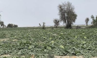 Watermelon Farm in Balochistan

کوٹگ
Kottag
کوٹگ چہ کوٹگ ول ءَ پیداک بیت۔ ول زردیں پُل ہم پر کنت کہ ڈولدار انت ۔ پُل دو نمونگ انت ۔ یک ءِ نر انت ءُ دومی مادہ انت ۔ مادہ پُل دانگ بیت ۔ کوٹگ جونایا یک جنگلی ول بوتگ آئیے بنکی جاگہ نمبیانی افریکہ انت بزاں نمیبیا انت ۔ بلے کوٹگ ءِ کشار گیشتر ماں دریائے نیل کش ءُ گور بوتگ انت ۔ دوازدھمی فرعون ءِ قبر ءَ کوٹگ ءِ توم در گیجگ بوتگ ۔ بائیبل کوٹگ زکر است انت کہ بنی ازرائیل کہ وھدے مصر چہ سپر کنت گڈا آ کوٹگ ہم ورنت ۔ دھمی سدی ءَ چین ءَ سربوتگ ک
Keywords: Watermelon farm