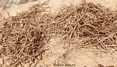Black-eyed bean

ماک
Maak
اک بلوچستان ء ڈگار او کُچّگاں مرچی ہم زینت انت ، ماک دراجیں کوسرک پر کنت کہ اسپیت گونگ انت - ماک ہم بلوچستان ء یک دھل ء زانگ بیت - ماک ء کُوّل باز تام دار انت - ماک ء کشار ہم سبز او ڈولدار انت -۔

