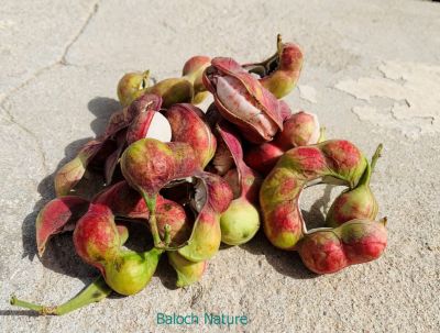 Manila Tamarind
Aamadi o Jangali Julaibi
آمڑی یا جنگلی جلیبی 
اے یک جنگلی نیبگ ات ۔ چونایا اے درچک وسطی امریکہ ءُ پلپین ءُ ھند ءَ است انت ۔ بلوچستان ءَ مرچاں اے درچک باز است انت ۔ مارکیٹ ءَ بہا بیت ۔ بلے اشیے دانگ  ننکہ باز شیرکن انت ننکہ ترُپش انت ۔ اشیے تام دوینانی میان انت ۔ مئے ھند ءُ نیمگا اشیا جنگلی جلیبی ہم گوش انت چیا کہ اے بر چو جلیبی ءِ وڑا بیت۔
