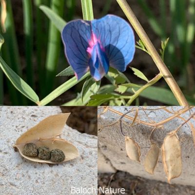 Butterfly pea flower
ماش کاہ
Mashkah
ماش کاہ کسانیں ولے وڑیں بوٹگے کہ گیشتر ماں زمستان ء کشارانی تہا رودیت ۔ اے چو مٹرے وڑا انت بلے اشیے پُل باز ڈولدار انت ۔ اے اکس ء تہا ماشکاہ ء پُل ، کوسرک ءُ دانگ یک جاہ انت ۔
