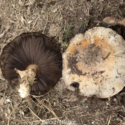 Mashroom
Pashtalink
 پشتلینک کٹینک ءِ یک زات ات ۔ اے گیشتر بہار بزاں زمستان رودیت ۔ اشیا گوکی کوٹینگ اوں گوش انت ۔ اے ہما جاہ رودیت کہ اود ءَ گیشتر گوکاں چرتگ ءُ وتی آرام جاہ کتگ ۔ اے پہ پچگ ءَ باز وش ءُ تام دار انت ۔ 
