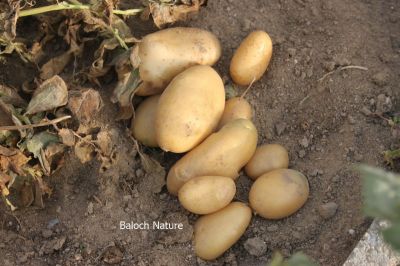 Potato
Batatok
 بٹاٹوک چونایا لاتینی امریکہ ء ِ دھل انت کہ 4 ھزار سال پیسرا اے کشار کنگ بوتگ ۔ بلے کولمبس وھدے کہ امریکہ درگیج ات ، گڈا بٹاٹوک ءَ یوروپ ءَ بارت گوں ، یورپ ء َ چہ ایشیا کیت انت ۔ 
سبزیانی توک ءَ چماٹوک ء رند بٹاٹوک گیشتردگنیا ءَ بہا کنگ بیت ۔ بلے بلوچستان ءَ اشیے کشاورزی نہ بوگے برابر انت ۔ اگاں بٹاٹوک ء بلوچستان ء کشاورزی کنت بہ بیت باز نپ دنت چیا کہ اے آپ باز کم لوٹ ات ۔ 
