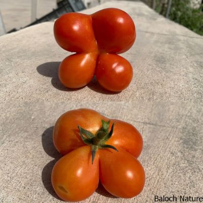 Tomato
Chamatok
چماٹُک
ادا چماٹُک چو پُل ءِ وڑا انت ۔ 
