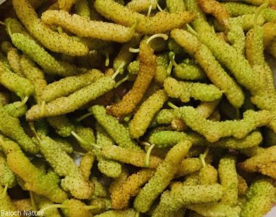 Long Mulberry, Morus 

تود ءُ شہتود
Tood o shahtood
اے ہم تود ءِ بلے باز جاہ ءَ اشیا شہتوت گوش انت ، اے دراجیں بر پر کنت کہ شیرگدار انت ءُ شیر کن انت اے ہم باز جوانیں نیبگ ءِ ءُ بلوچستان ءِ درائیں ھنداں دست کپیت ۔
