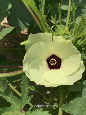 Okra. Lady finger

بنڈی ءِ پُل
Bindi e poll
بھنڈا یک سبزی ات کہ گرماگے بندات ء بلوچستان ء کش انت او تانسریں گرماگا بر دنت - بھڈا باز وشّیں او تامداریں سبزی ات مرچاں بھڈا ء لوٹ باز انت - اے زردیں او ڈولداریں پُل ء پر کنت او اشیے دراۃین پُل بر بنت - بھنڈیے باز نمونہے نارُشت اڈ بیت -۔

