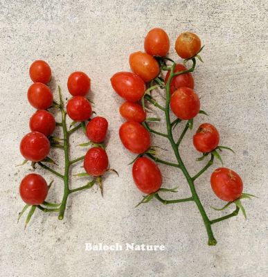 Cherry tomato
Goti chamatok
گُتی چماٹُک
گتی چماٹک گیشتر ماں جنگل ءَ وت رودیں چماٹک بوتگ انت ۔ بلے دگہ دگنیا اشیا سلاد کنت ءُ نوش جان کنت ۔ بگندے پہ وہ ایشیا کشت ءُ کشار کن انت ءُ مارکیٹ بہا کارنت ۔ اے پہ سلاد یا انچو ورگ باز تام دار انت۔
چونایا اے یک یک جنگلی وت رودیں لیلاں بلک ء زات انت اے اولی رند ء 1623 ساوتھ افریکہ درگیچگ بوتگ ۔ 1919 اولی برا امریکہ کشگ بوتگ ۔ بلے یورپ ء چد و ساری کشگ بوتگ ۔ 
