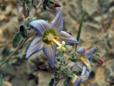 unknown Flower of Balochistan
بلوچستان ء پُل
اے یک ڈولداریں بُل ء اگاں شما ایشیا جاہ  کارے معلومات شنک بکننے 
