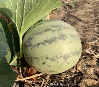 Sweet melon
Losh, Karat
لوش یا کرٹ
باز جاہا اشارا لوش گوش انت بلے باز جاہا اشارا کرٹ گوشنت، لوش ہما انت کہ ورگ بیت بلے لوش تیجگ بیت ۔ اے وھدی کہ لوش انت بزاں کہ اے کٹک انت ۔ بلے لوش ءوتی تام ء تیجگ ءِ جتاائیں تام ات ۔

