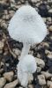 Filename=Mashroom.jpg
Filesize=75KiB
Dimensions=482x812
Date added=Dec 18, 2025 Mashroom.jpg