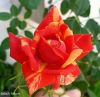 Filename=Rose.JPG
Filesize=123KiB
Dimensions=1280x1252
Date added=Dec 13, 2020 Rose.JPG
