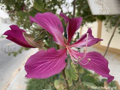 Hong Kong Orchid Tree
Doldarin Poll
اے یک ڈولداریں پُل ات کہ چارگ کرز ات ۔ بلے ما اشیے نام ءَ نہ زانیں ۔ 
