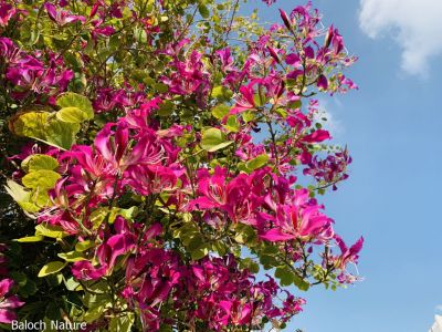   Bauhinia Orchid 
کچنار 
یک ڈولداریں پُل 
