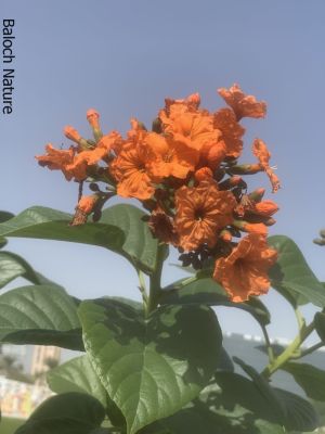Cordia subcordata
Cordia
کورڑیا

اے یک پُل ءِ درچکے کہ افریکہ ایشیا ءُ اسٹرلیا اشیے بنکی جاگہ انت بلے مرچاں ھرجاہ است انت ، اے نز دہ میٹر بُرزیں درچک ءِ بیت یکیں وھد ءَ پُل پر کنت ءُ انجیرے وڑیں دانگ پر کنت کہ ورگ ءِ قابل نہ انت ۔ اے چو لیوارے وڑیں پتنیں تاک پر کنت اشیے پُل ءُ 
