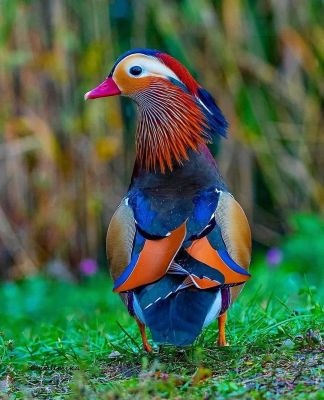 Mandarin Duck
Mandarin batt 
مندرین بٹ
مندریں بٹ گیشتر روچ ایر شُتی یورپ  ءَ است انت ۔ اے باز ڈولدار انت بلے اے کروس انت ۔ منی ھیال ءَ دگنیائے دراھیں رنگ اے مُرگ ءَ زرتگ انت ۔ 

