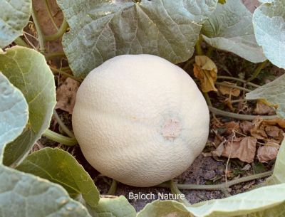 Sweet Melon
سردا
Sarda
دگنیائے توک ءَ تیجگ ءِ باز نسل انت بلے اے تیجگ کہ بلوچستان ءَ دست کپ انت گیشر چہ ہوروپ ءِ تیجگانی نسل ءَ گندگ بنت ۔ بلے مرچی باندا سردا ءَ تیجگ بلوچستان ءَ کشگ بوگان انت اے ہم چہ ایشیا ءُ یوروپ ءَ چہ سیادی کن انت ۔ بلے اے چہ انڈیا ءُ پپنجاب ءِ ءیمگا سر بوتگ انت ۔
Keywords: Sweet melon