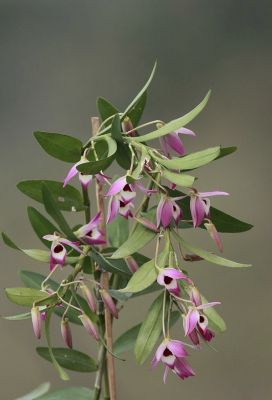 Orchid
اشنا
اے ایک ڈولدریں پُل ء۔اے گیشتر انڈیا رودیت ۔  
