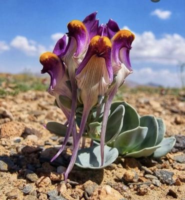 Purple white flower
Doldaren Poll
ڈولداریں پُل باز ڈولدار انت  اے اکس چے زانگ بیت کہ اے مئے سر ڈگارے پُل نہ انت 
