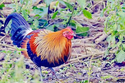 Red junglefowl
سُہریں جنگل پُل 
Sohrin janglepol
اے یک جنگلی مرگے کہ اشیا سُہریں جنگلپُل گوش انت بلے اے کروس انت ۔ اے گیشتر بارانی جنگل ء بیت چوش کہ سریلنکا، بنگلہدیش برما تائیلنڈ ملیشیا انڈونیشیا او دگہ لہتیں آسیائے مُلکانی جنگل ء است انت ۔ اے مردم چہ باز ترسیت ءُ وتا چیر دنت ۔ اے مُرگ لوگانی دپ ء مرگانی وڑا انت بلے اے بر انت ۔ چہ انسان ء وتا دور داریت ۔ اگاں اشیے دمبا بہ کپے گڈا مجبور بیت کہ تئے سرا حملہ بکنت ۔ باز ڈولداریں مُرگے ،۔
