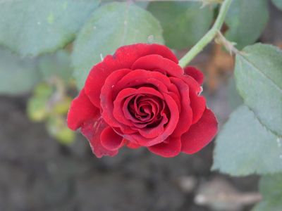 Rose
گلاب ءِ پُل
Gulab e poll
پُل جہان ءَ باز انت بلے گلاب ء مٹ نہ بنت دگنیاھا تنی وھدے پلانی بادشاہ گلاب نامینتگ بگندے جہان است انت گلاب اے دگہ پُلانی بادشاہ بیت ۔ 
اے اکس واجہ ایم اے تالپورانت
