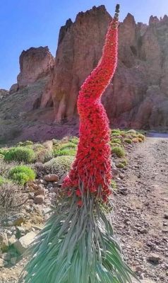 Unknown Flower
Jangali Poll
جنگلی پُل 
اے یک جنگلی پُل ءِ کہ باز ڈولدار انت ۔ اے پُل انچو سما بیت کہ بلوچستان گونگیں زمین۔ کوہ درچک ءُ دار ہم بلوچستان ءِ نزیکی کن انت ۔ اے زانگ نہ بیت کہ اے کجام ملک انت ۔ اگاں کسے اے پُل ء، باروا چیزے زانت گو ما شیر بکنت منت وار بئیں ۔  
