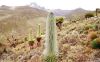 Afroalpine_vegetation_.jpg