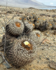Filename=Cactus_from_chilli.png
Filesize=801KiB
Dimensions=500x625
Date added=Nov 11, 2025 Cactus_from_chilli.png