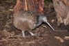 Filename=Kiwil-New-Zealand.jpg
Filesize=703KiB
Dimensions=1600x1066
Date added=Sep 08, 2021 Kiwil-New-Zealand.jpg