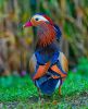 Filename=Mandarain_Duck.jpg
Filesize=235KiB
Dimensions=1080x1332
Date added=Jul 01, 2022 Mandarain_Duck.jpg