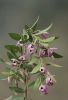 Filename=Orchids_shn.JPG
Filesize=108KiB
Dimensions=663x975
Date added=Mar 22, 2020 Orchids_shn.JPG