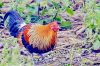 Filename=Red_Junglefowl.jpg
Filesize=241KiB
Dimensions=1280x853
Date added=Mar 16, 2021 Red_Junglefowl.jpg