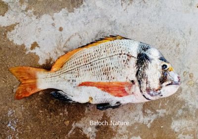 Captain's Daughter seabream
بانور
Banor
اے ڈولداریں ماھیگ ءِ بانور گوش انت ۔ ءُ عربی اشیا '' بنت ملاح ' 'گوش انت ۔ اے وشیں تامداریں ماھیگ ۔ 
