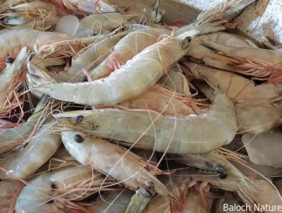 Shrimp
دریائی مدگ
Daryahi Madag
دریائی مدگ یم یک ماھیگ ءِ ۔ اے گیشتر نزیک ءِ تیاب دپاں بیت ۔ بلوچستان ءِ زر ہم باز تہرے دریائی مدگ ءَ چے بے بہر نہ انت ۔ تیاب دپی مردماں چہ ابید بلوچستان ءِ بُرزی مردماں اشیے ورگ بژ ایت ۔چیا 
کہ اے چو کرم ءِ وڑا انت بلے اشیے تام باز وش انت ۔
Pic by Mr. Sudheer

