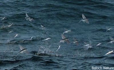 Flying fish
Jirri
جیری
اے کسانیں ماھیگ کہ دریائے جُہلیں جاھاں بیت ۔ بلے اے آپ ءِ بُرز تری نیمگا تروتاب کنت ۔ اے کسانیں ماھیگ ءَ ٹوھیں ماھیگ شکار کن انت  ۔  انچو کہ گور، کنُد، اپس،  او گوکیں اشیے دمبا کپ انت  بلے اے دریا سرا بال کنت ۔ بال کنگے درگت ءِ دریائی مُرگ اشیاں شکار کن انت ۔ جیری ماھیگ زندگانی باز جنجال انت ۔ 
