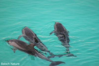 Dolphin

گوکین
Gokeen
گوکین ماھیگ ء کہ اشیے چل زات انت ۔ اے چہ دراجی یک میٹر ء بگر نُہ میٹر نیم ء دراج بیت ۔ ہمے وڑا چل کیلو ء بگر تاں دہ ٹن وزن بیت ۔ اے پاگاس ء سیادین ماھیگ انت ۔ بلے اے انسان دوست ات ۔ بلوچسستان ء زرا ہم اے گوکین بازیں زات است ۔


