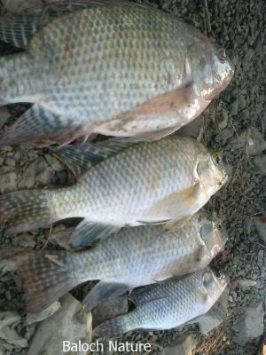 Common Carp (Cyprinus carpio)۔

گلفام
Golfam
اے وشیں آپ ءِ ماھیگ انت ۔ اشیے دراجی 120 سنٹی بیت۔ اشیے وزن 40 کیلو بوت کنت۔ اے ماھیگے عمرے کساس 65 سال انت بلے تاں 100 سال ءَ زندگ بوت کنت ۔ اے ماھیگ مکران ءَ 2005 ءَ میران ڈیم ءَ زاھری کتگ ، بلے ادے مردماں اشیارا الکاپیں نام دات نہ کتگ۔ چیزے مردمان اشیارا مشرف گشتگ ءُ لہتیں مرماں اشیارا بےنزیر گوشتگ ۔ اے ماھیگ وشیں آپیگ انت ءُ بلوچستاں وشیں دریا نہ بوتگ، بلوچستان ایوکا وشین دریا ءَ ڈیرہ غازیخان ءَ است انت بلے واکاں ڈیرہ غازی خان چہ بلوچستان ءَ جتا کتگ۔
ڈیرہ غازی خان بلوچ اے ماھیگ ءَ گلفام گوش انت۔
انڈیا ءَ اے ماھیگ ءَ رُوھُو گوش انت۔
بنگالی اے ماھیگ ءَ روحی گوش انت۔
انگریزی ءَ(Cyprinus carpio) Common Carp ۔

