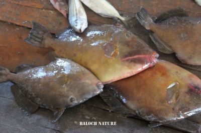 Unicoron filefish
ھر
Harr
ھر ءِ کسانیں ءُ مزنیں ماھیگ است، اے ماھیگ ءِ دپ باز کسان انت ءُ چم سرے توک ءَ انت ، اے ماھیگ چہ آ دگہ ماھیگاں دگہ وڑ انت ۔

Keywords: Unicoron filefish