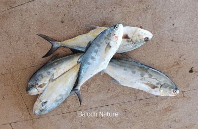 Slender Queen Fish

Saarm Kichchan
سارم کیچّان
سارم یا سارُم ءِ سے زات انت ۔ یکے آلاڈی ، دومی گزدانی ، ءُ سہمی کیچّانی انت ۔ زرد ءُ سُرمگ رنگیں ماھیگ ات ۔ بلوچستان بندناں دست کپییت ۔ بلے گیشتر مردم سارم واد پر کنت ءُ پہکیں ماھیگ جوڑ کنت کہ باز تام دار بیت ۔
Pic by Mr. Sudheer Baloch

