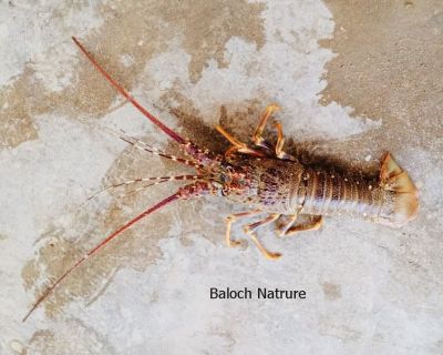 Lobster
Mat Madag ya Kikata, Kika
مات مدگ یا کیکٹا، کیکا
اے گران بہائیں مات مدگ بلوچستان ء زر ء بے مٹّیں اُو لذّت داریں ماہیگاں چہ یکّے - ڈنّی ملکاں مات مدگ ء ٹُوہیں لوٹ ء است - بلے بلوچستان ء زر چو لُنڈانی شگنزے وڈا دپ ء پچ انت ہر کس وتی بہر ا بارت - باریں کدی بلوچانی زر بلوچانی کارا کیت
Pic by Akhtar Omar
